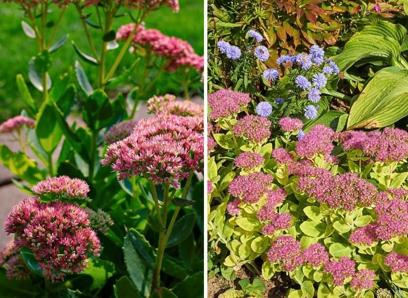 Rozchodniki mogą rosnąć same w donicach lub na kolorowych, mieszanych rabatach