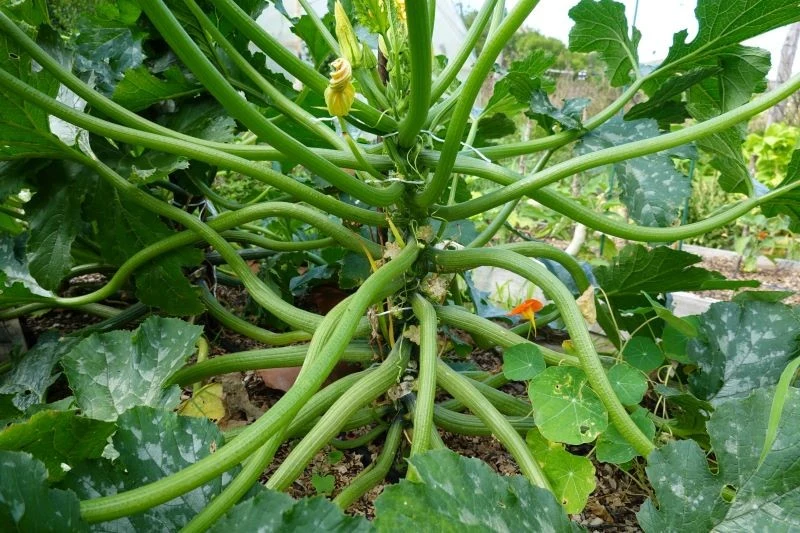 Uprawa cukinii jest bardzo łatwa i uda się w każdym ogrodzie