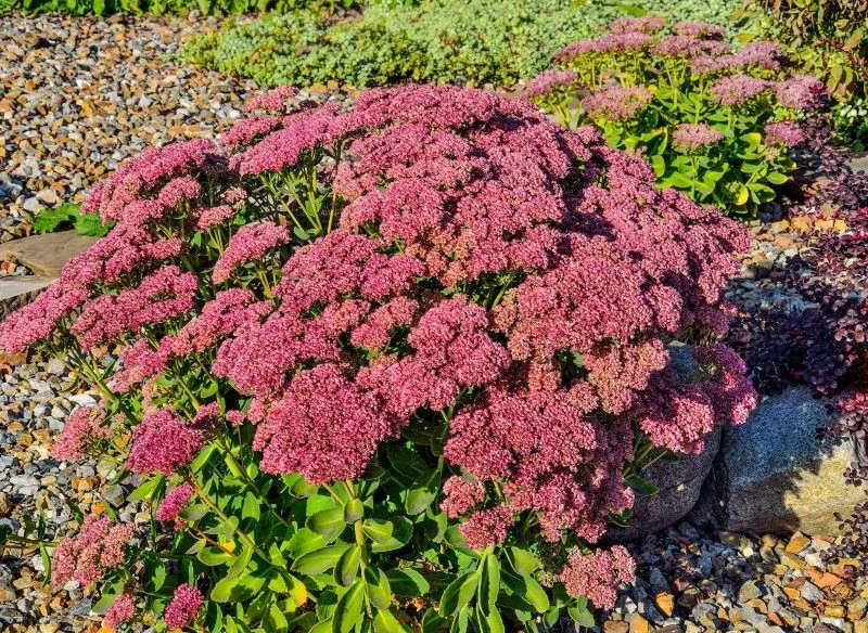 Rozchodniki okazałe mogą dorastać nawet do 50 cm wysokości, dlatego warto wziąć je pod uwagę, jako punktowe dekoracje ogrodów skalnych, jak i drugi...