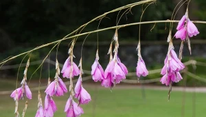 Dierama to niezwykła roślina, która bywa nazywana „anielską wędką”. Sprawdź, jak ją uprawiać.