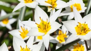 Poznaj odmiany tulipanów, które powtarzają kwitnienie.