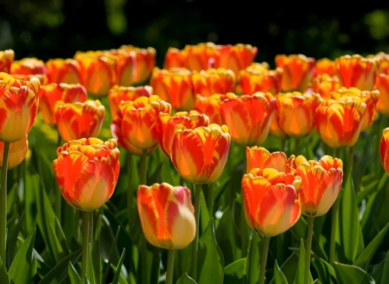 Tulipany Banja Luka wyróżniają się kwiatami w kolorze żółto-czerwonym