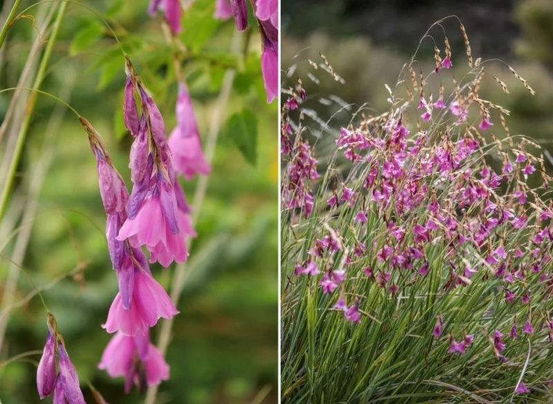 Wyróżnia się wiele ciekawych gatunków i odmian dieramy