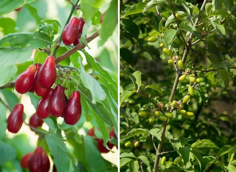 Owoce derenia jadalnego to doskonały materiał na dżem czy soki owocowe