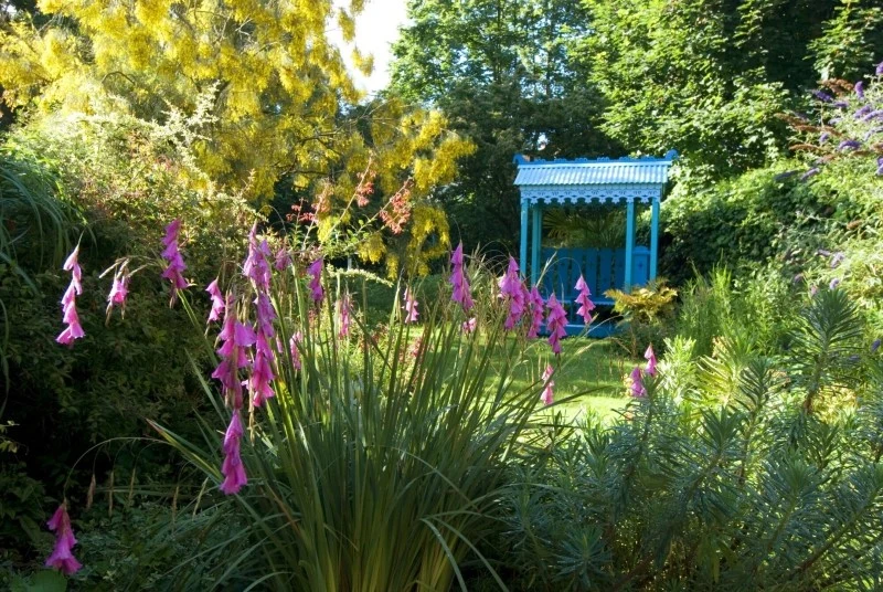 Dierama wymaga regularnego podlewania, ale nie znosi zastojów wody