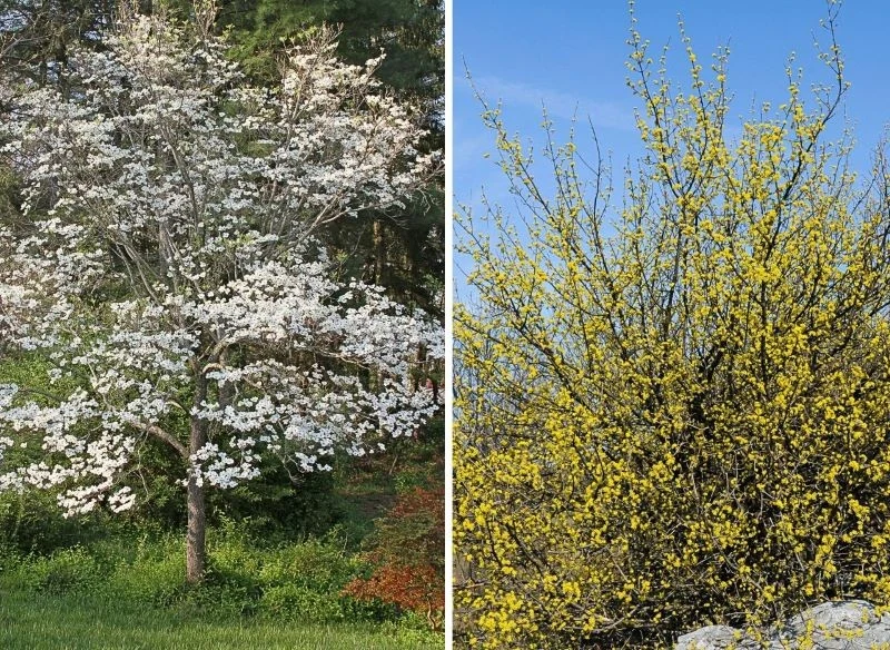 Roślina w pierwszych latach po posadzeniu nie rośnie ani szybko, ani spektakularnie, jednak na jej kwiaty i owoce warto czekać