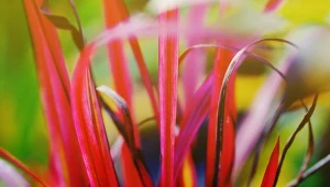 Imperata cylindyrczna 'Red Baron" to Niezwykle efektowna i ciekawa odmiana trawy ozdobnej o czerwono zabarwionych liściach.