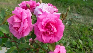 Odpowiednia pielęgnacja róż we wrześniu decyduje o ich długim kwitnieniu.