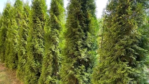 Jak dbać o tuje we wrześniu? Podlej żywotniki odżywczą miksturą, a będą gęste i lepiej przygotowane do zimy./Deccoria.pl