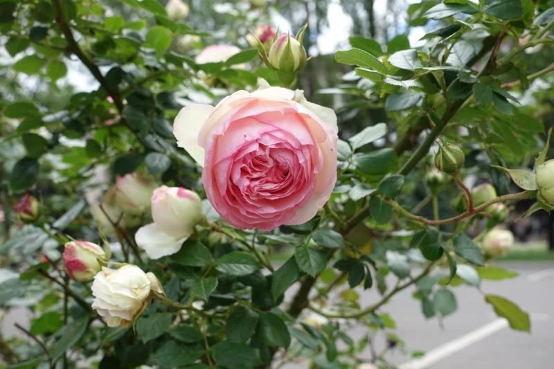 We wrześniu warto podlać róże domową odżywką z ziemniaków