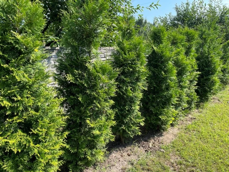 We wrześniu tuje potrzebują nawozów bogatych w potas, fosfor i magnez