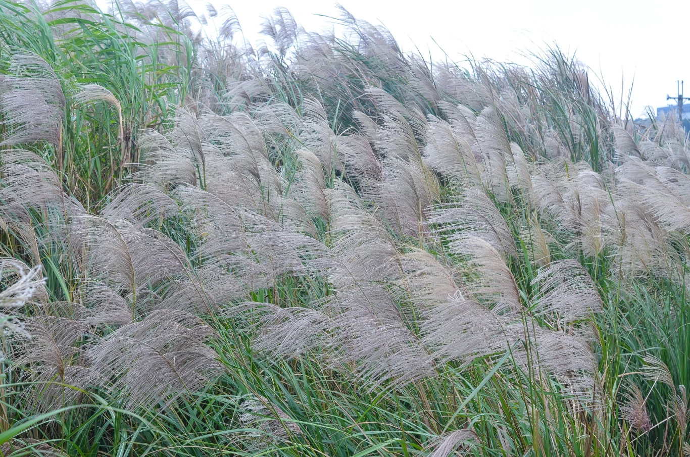 Miskant chiński rośnie szybko i nie jest rośliną inwazyjną