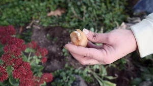 Wrzesień to idealny czas na sadzenie wielu roślin cebulowych. Wśród nich są tulipany.