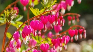 Serduszkę okazałą najlepiej posadzić we wrześniu. Jakie warunki lubi?