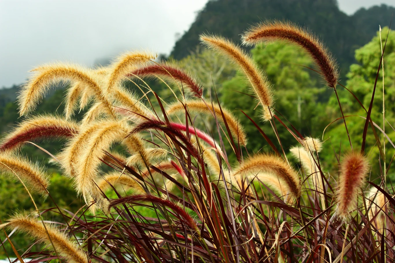 Imperata cylindryczna lubi żyzną ziemię
