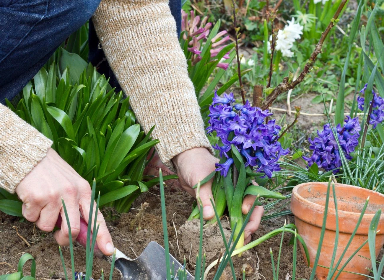 Hiacynty można wysadzać już od połowy września