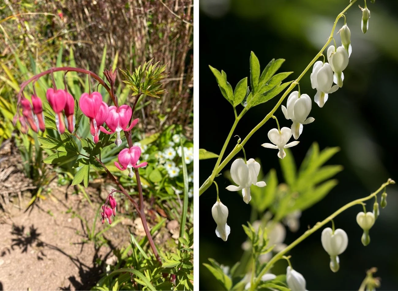 Serduszka okazała ma kilka ciekawych odmian