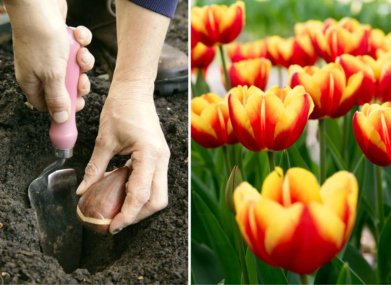 Tulipany należy umieszczać w ziemi na głębokości od 8 do 12 cm