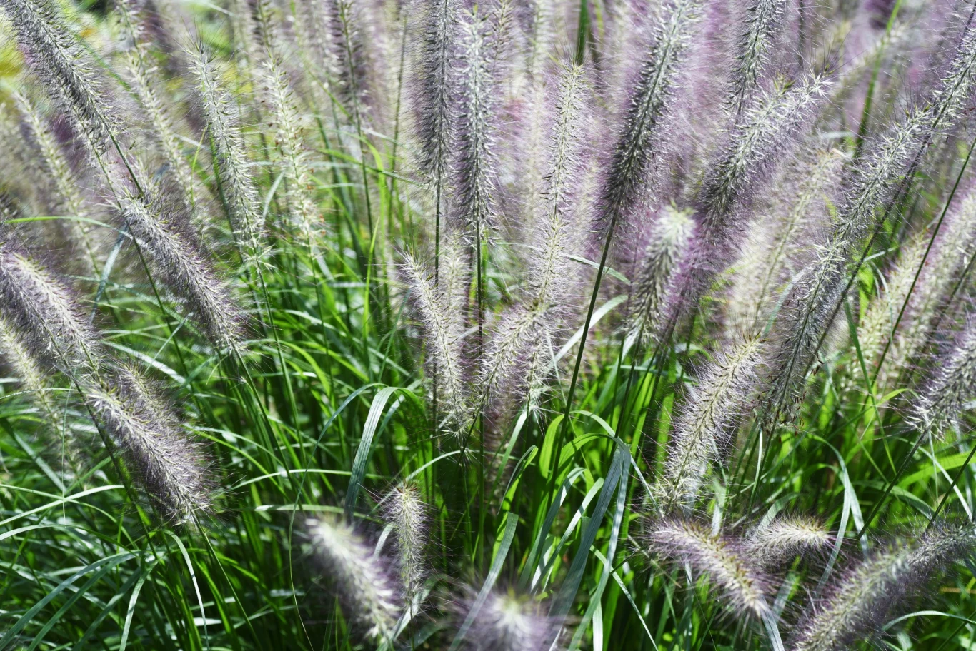 Rozplenica japońska "Black Beuty" ma piękne, fioletowe pióropusze