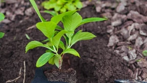 Koniec sierpnia i początek września to Ostatni moment na rozmnożenie hortensji. Jak szybko ukorzenić pobrane gałązki?mariiaboiko