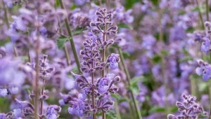 Kocimiętka Faassena to długo kwitnąca bylina, która nie sprawia kłopotów w uprawie.