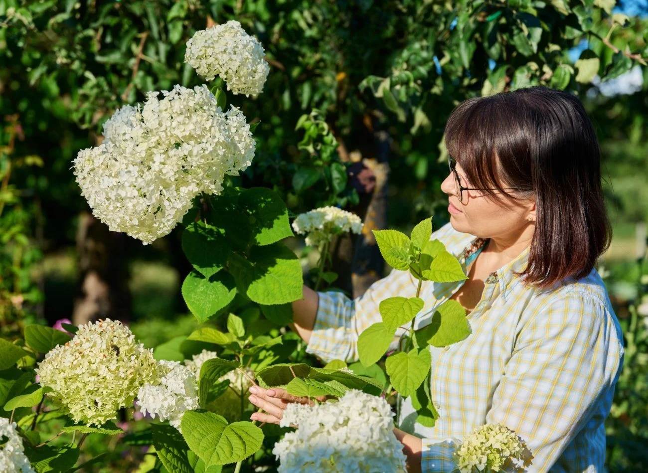 Ważne jest miejsce i sposób przycięcie hortensji, której gałązke chcemy rozmnożyć