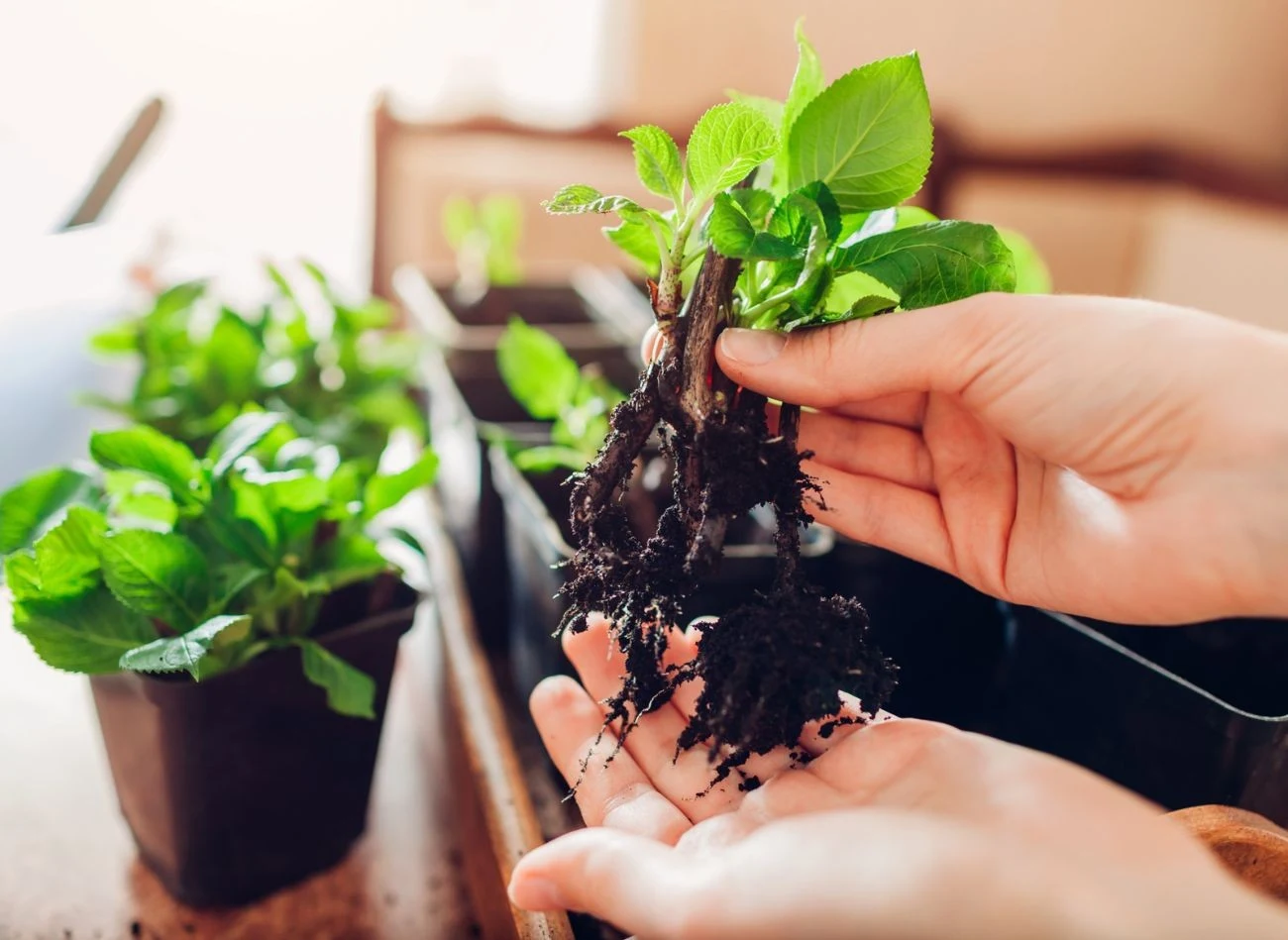 Sadzonka hortensji w ciągu 2-4 tygodni od ukorzenienia powinna zacząć wypuszczać korzenie