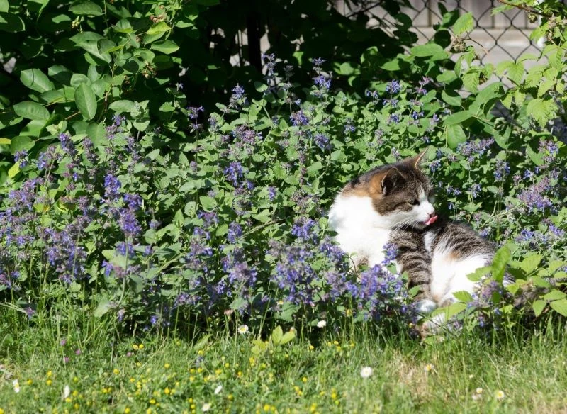 Kocimiętka zapachem przyciąga naszych czworonożnych przyjaciół