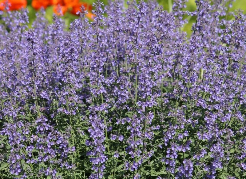 Uprawa kocimiętki jest bardzo łatwa