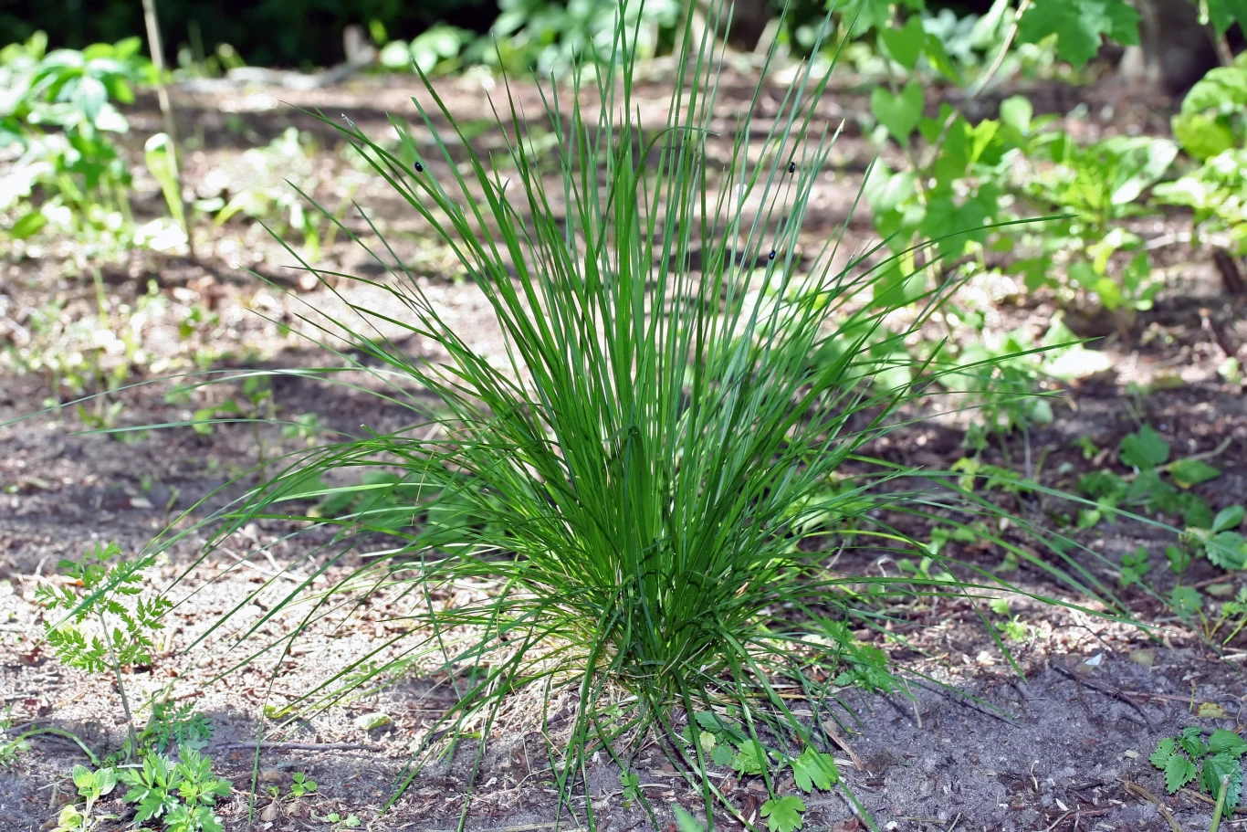 Śmiałek darniowy zachowuje swój urok nawet po wychnięciu