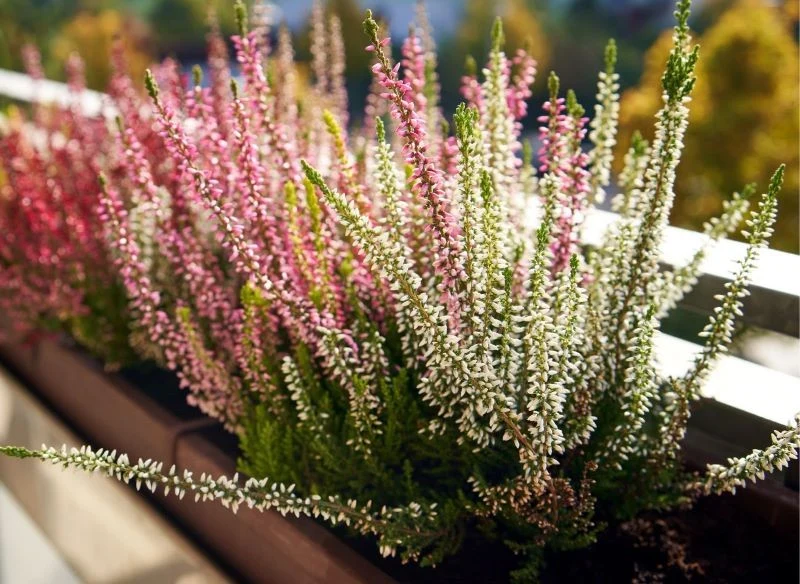 Rozmaite odmiany i kolory wrzosów możesz ze sobą łączyć nie tylko na rabacie, lecz także w doniczkach na balkonie