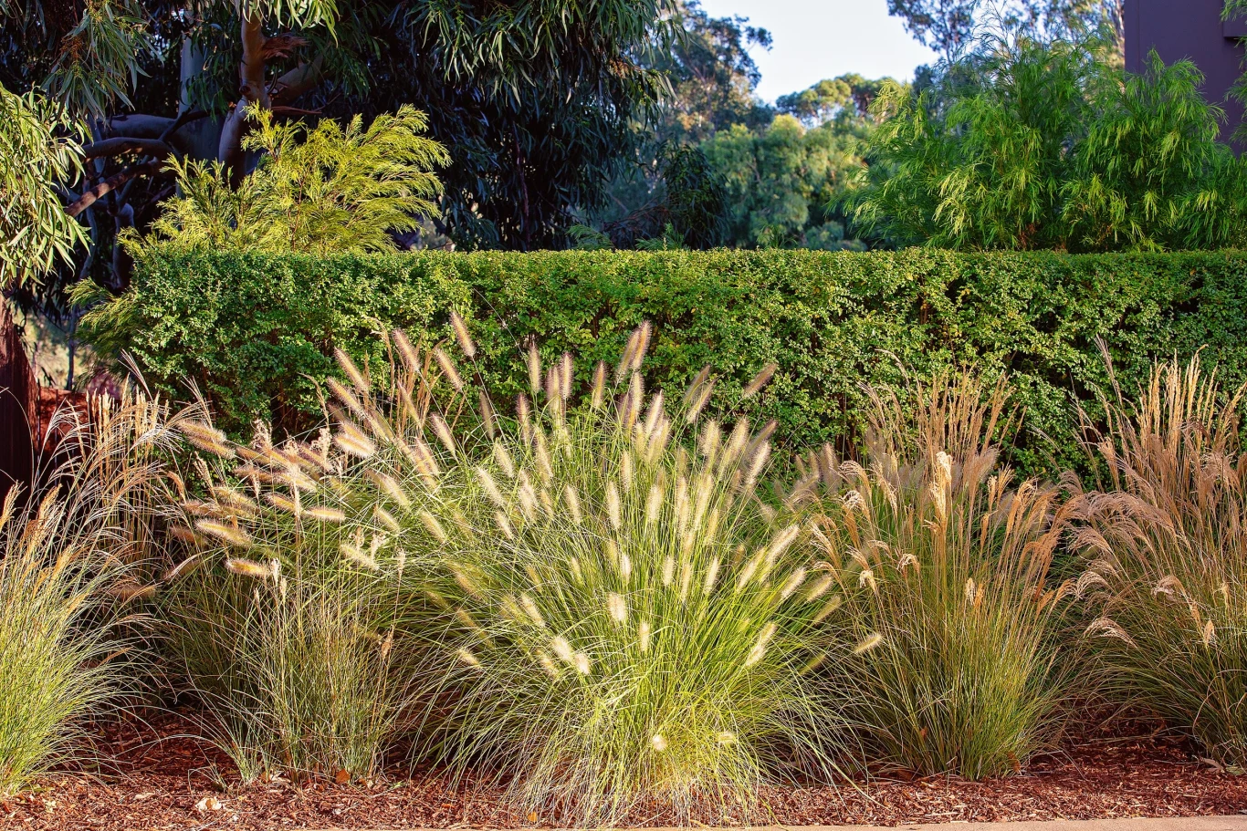 Trawy ozdobne stanowią dekorację ogrodu niemal cały rok