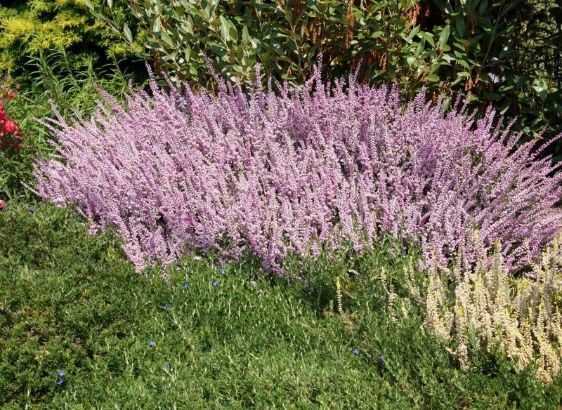 Jeśli weźmiesz się za rozmnażanie wrzosów w odpowiednim momencie, efekt będzie taki, jak na zdjęciu - z niewielkiej sadzonki z łatwością wyhodujesz...