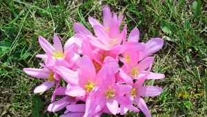 Zimowit jesienny w pełnym rozkwicie prezentuje się pięknie i ożywia rabatę wyjątkowym kolorem. Trochę przypomina jesiennego krokusa.