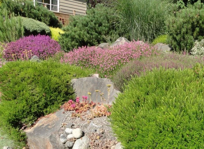 Wrzosy po ukorzenieniu możesz posadzić na kamienistej rabacie, wśród innych roślin kwasolubnych