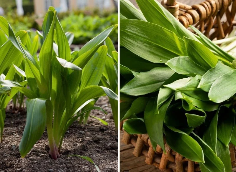 Na zdjęciu po lewej widzisz liście zimowitu, na zdjęciu po prawej zerwane liście czosnku niedźwiedziego