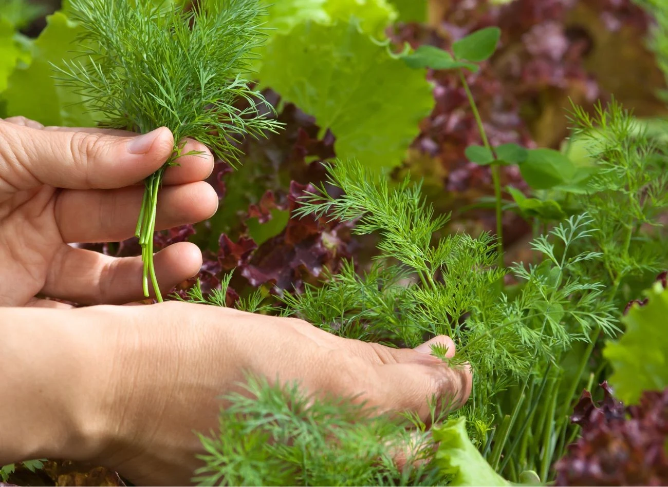 Po zbiorze koperek trzeba dokładnie umyć i osuszyć