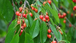 Kiedy najlepiej przycinać wiśnie i czereśnie?