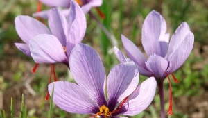 Krokusy jesienne. Ciekawe gatunki i pielęgnacja