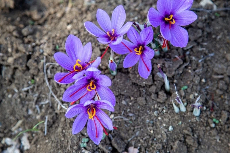Krokus siewny to gatunek, który może być uprawiany do produkcji szafranu