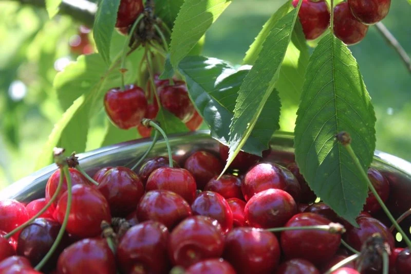 Cięcie wiśni i czereśni realizujemy po zbiorach owoców