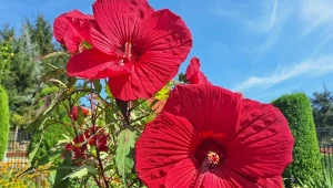 Jak dbać o hibiskusa bagiennego? Codzienna dbałość jest ważna, ale ta odżywka pod koniec lata to absolutny hit pielęgnacyjny. Kwiaty są wielkie, kolory hipnotyzują./deccoria.pl