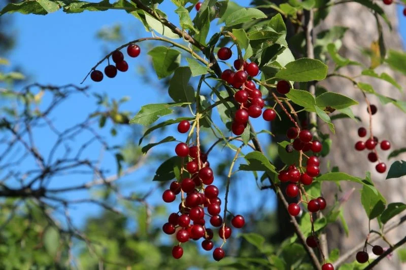 Jak przycinać wiśnie po owocowaniu
