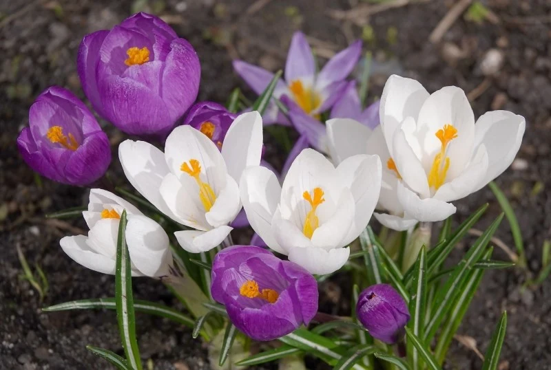 Krokusy jesienne występują w wielu gatunkach i odmianach