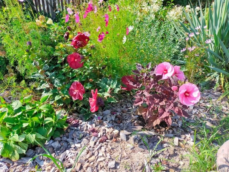 Ogrodowe hibiskusy lubią słońce i regularnie podlewane, pięknie kwitną