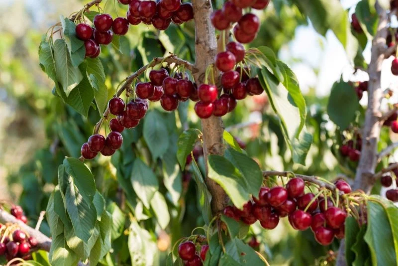 Korony wiśni i czereśni wymagają corocznego prześwietlenia