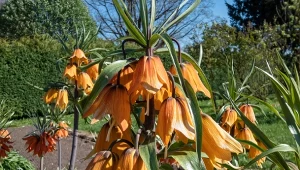 Wyjaśniamy, kiedy i jak sadzić koronę cesarską.