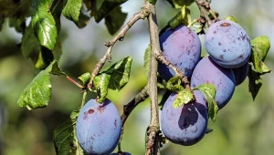 Zapytałam ogrodniczkę, co robić, żeby śliwa lepiej owocowała. Podpowiedziała mi jeden, prosty sposób.