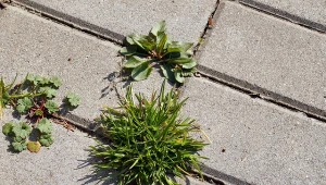 Chwasty na kostce brukowej przestaną być problemem. Wystarczy sięgnąć po mąkę.