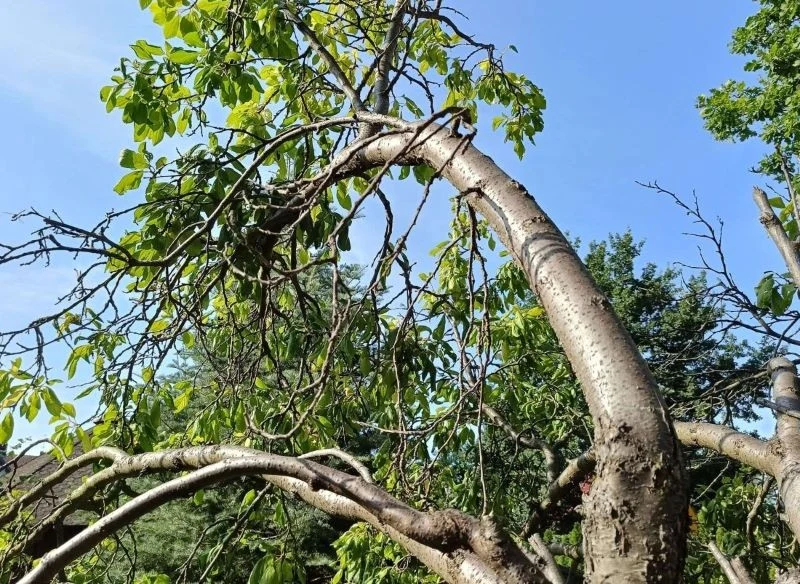 Źle przycięte drzewo potrzebowało wsparcia w regeneracji